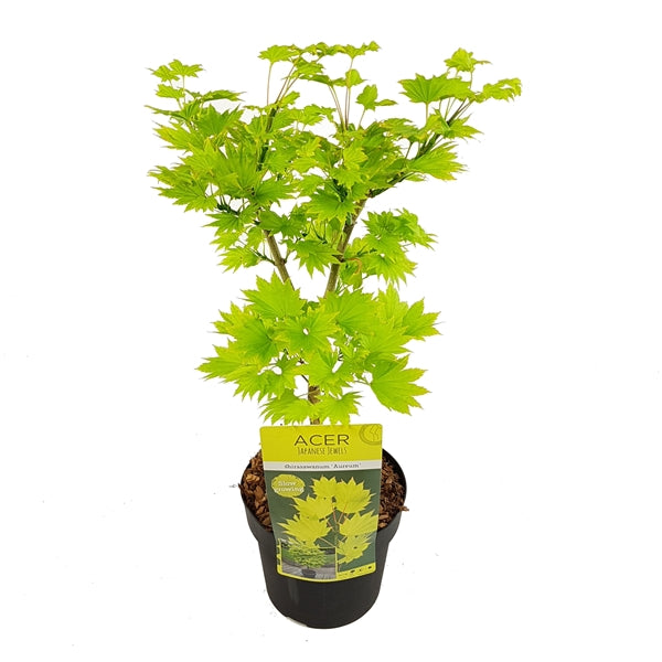 Acer shirasawanum Aureum