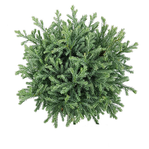 Chamaecyparis pisifera Blue Moon