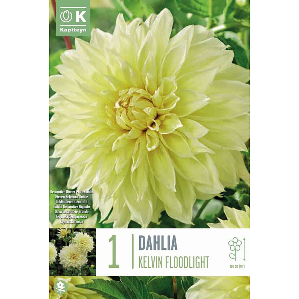 DAHLIA KELVIN FLOODLIGHT