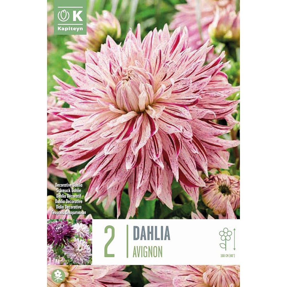 DAHLIA AVIGNON 2