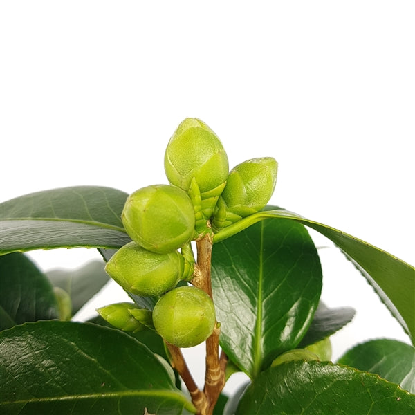 Camellia Jap. Bonomiana - Shrubs - Windyridge Garden Centre