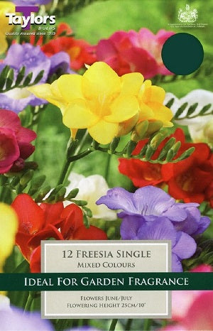 FREESIA SINGLE