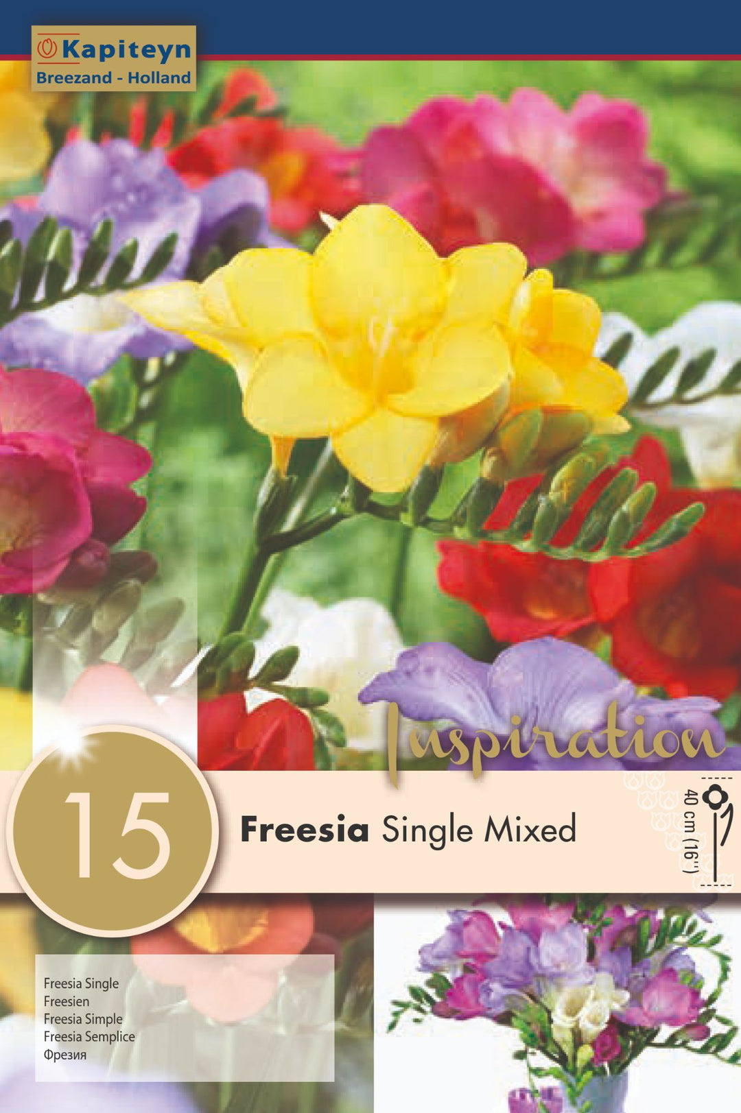 FREESIA SINGLE MIXED COLOURS X 15