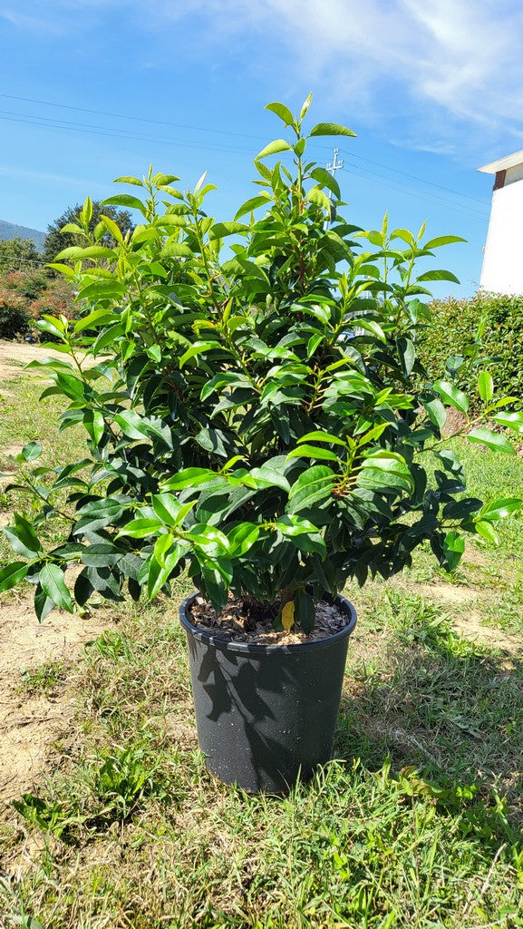 Prunus Lusitanica Angustifolia Clt 15 / 18 H 80 - 100 Cm - Hedging - Windyridge Garden Centre