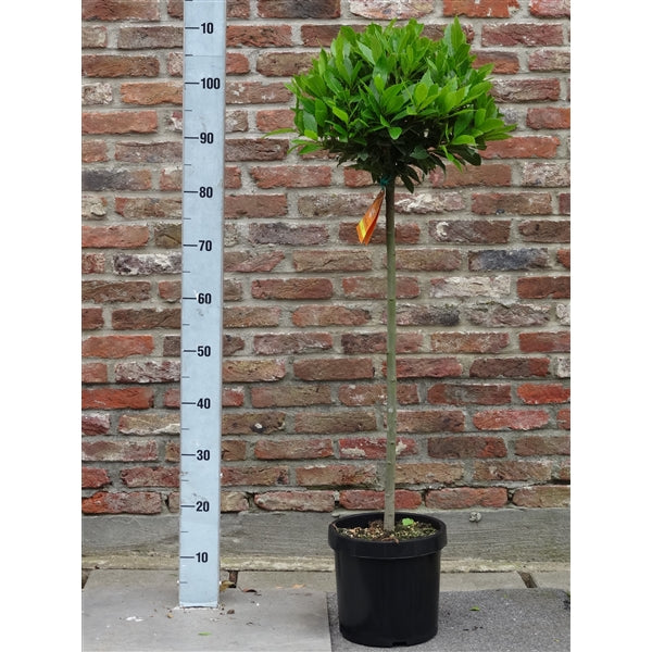 Garden Plants Collection Landing