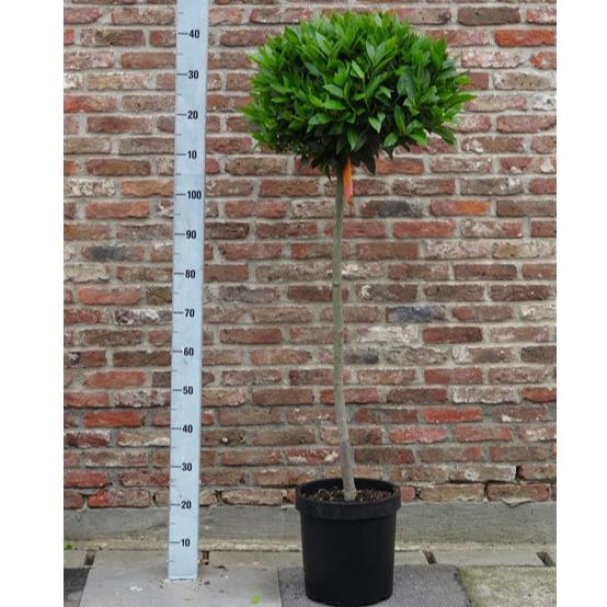 Bay Standard 3/4 Stem Crown on 40/45cm Dia. Pot 25cm