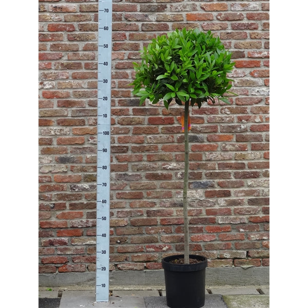 Bay Standard 4/4 Stem Crown 45/50cm Dia. Pot 25