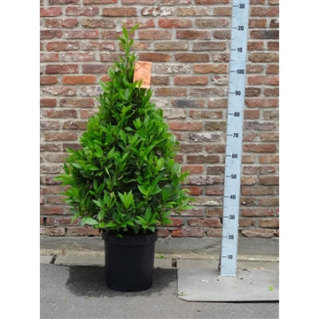 Pyramide 120 Cm P 25 - Standard Trees And Topiary - Windyridge Garden Centre