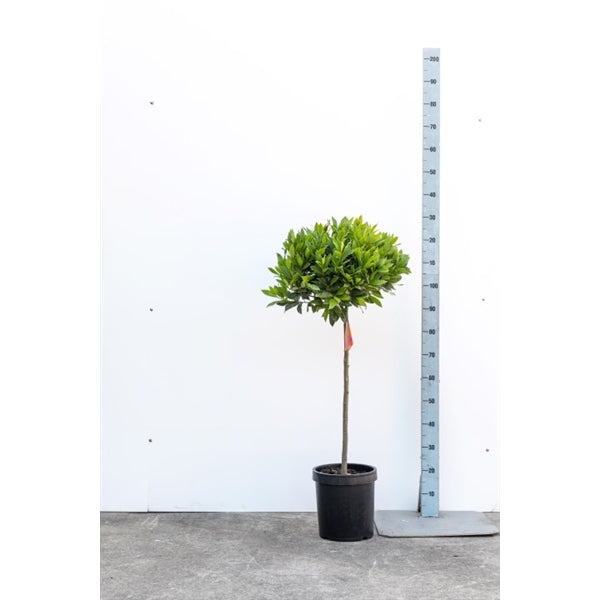 Bay Standard 1/2 Stem Crown 40/45cm Dia. Pot 25cm
