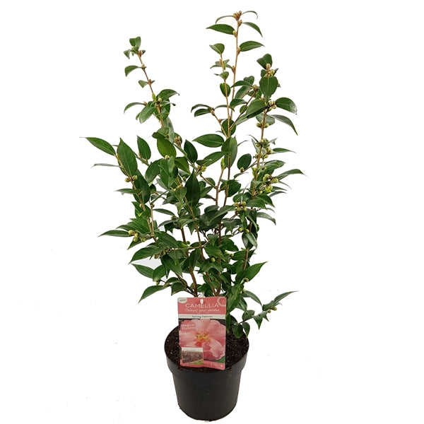 Camellia jap. Spring Festival