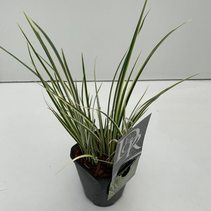 Acorus Argenteostriatus - Herbaceous - Windyridge Garden Centre