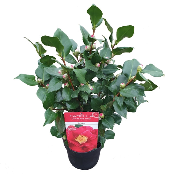 Camellia J. Dr King - Shrubs - Windyridge Garden Centre