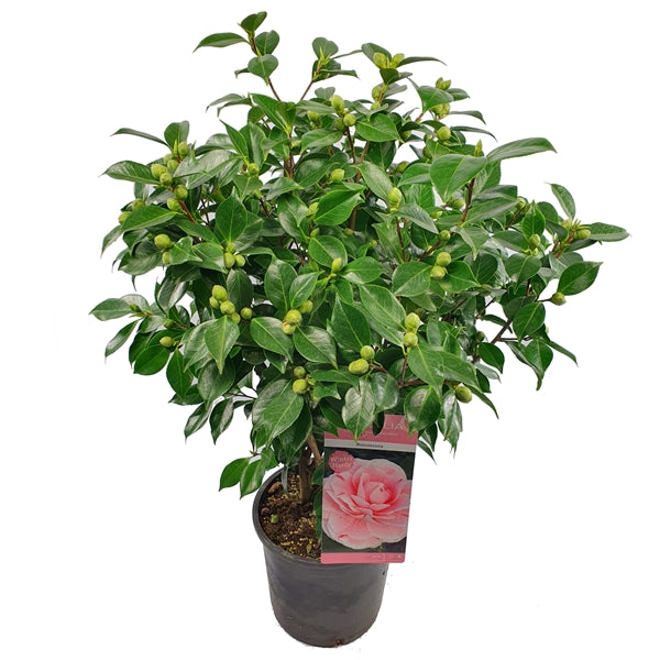 Camellia Jap. Bonomiana - Shrubs - Windyridge Garden Centre