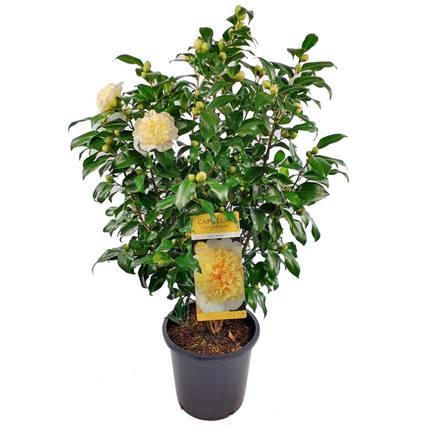 Camellia Wil. Jurys Yellow - Shrubs - Windyridge Garden Centre