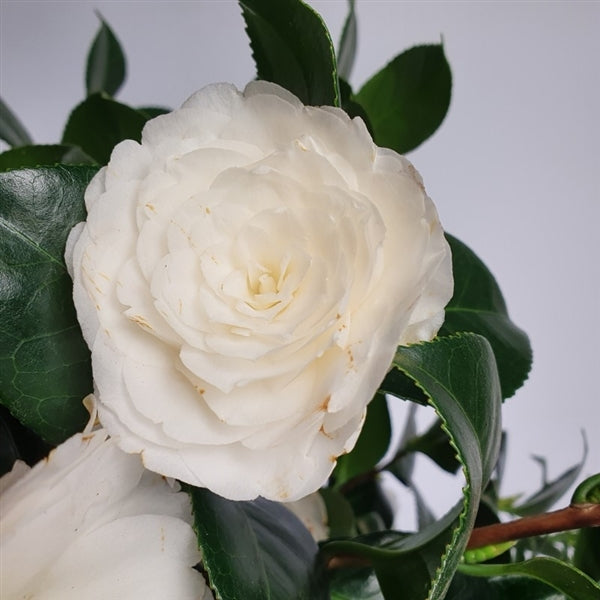 Camellia Jap .Centifolia Alba - Shrubs - Windyridge Garden Centre