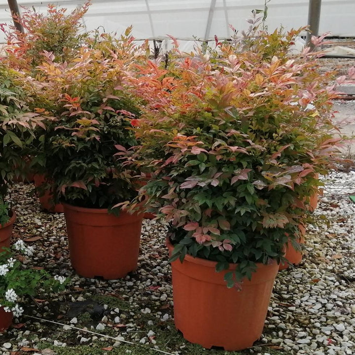 NANDINA DOM. GULF STREAM CLT 15 / 18