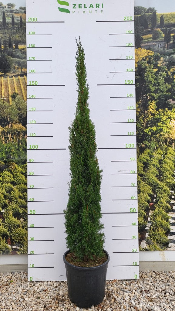 Cupressus Semp. 'Pyramidalis' Clt 18 H 150 - 175 Cm - Hedging - Windyridge Garden Centre