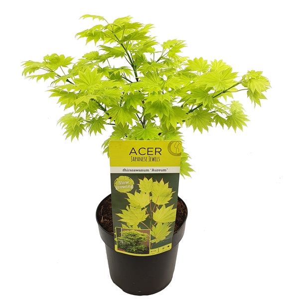 Acer Shirasawanum Aureum  C6.5 - Trees - Windyridge Garden Centre