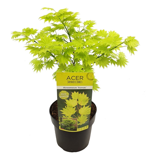 Acer shirasawanum Aureum  C6.5