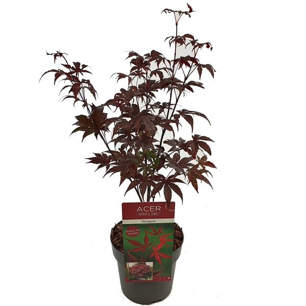 Acer palm Bloodgood