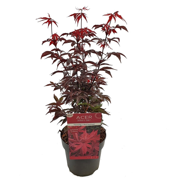 Acer palm. Twomblys red Sentinel