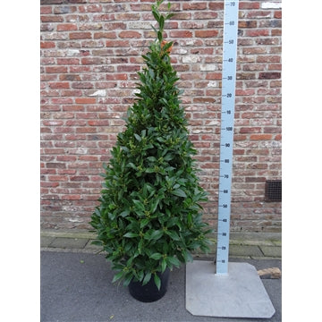Bay Pyramid 170Cm - Grow Your Own - Windyridge Garden Centre