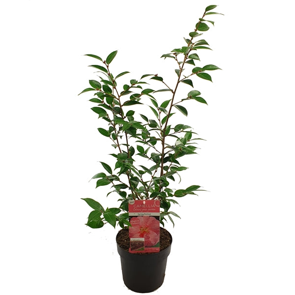 Camellia jap. Spring Festival