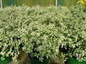 Pittosporum Irene Patterson - Shrubs - Windyridge Garden Centre