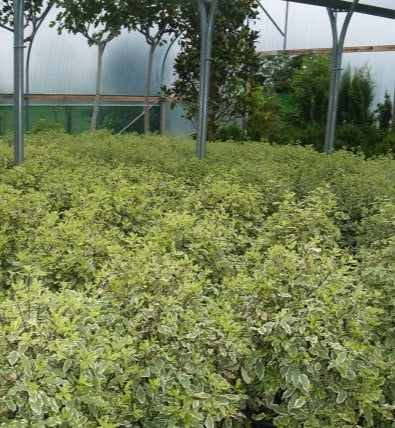 Pittosporum Tenu.Variegatum         7.5L - Shrubs - Windyridge Garden Centre