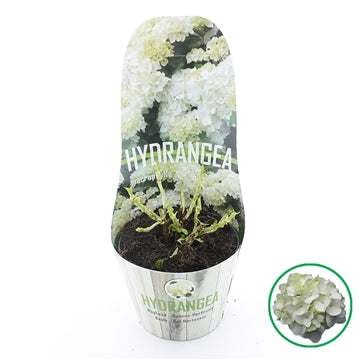 Hydrangea macr. White