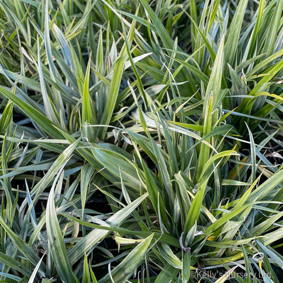 Astelia Chathamica Silver Spear - Herbaceous - Windyridge Garden Centre