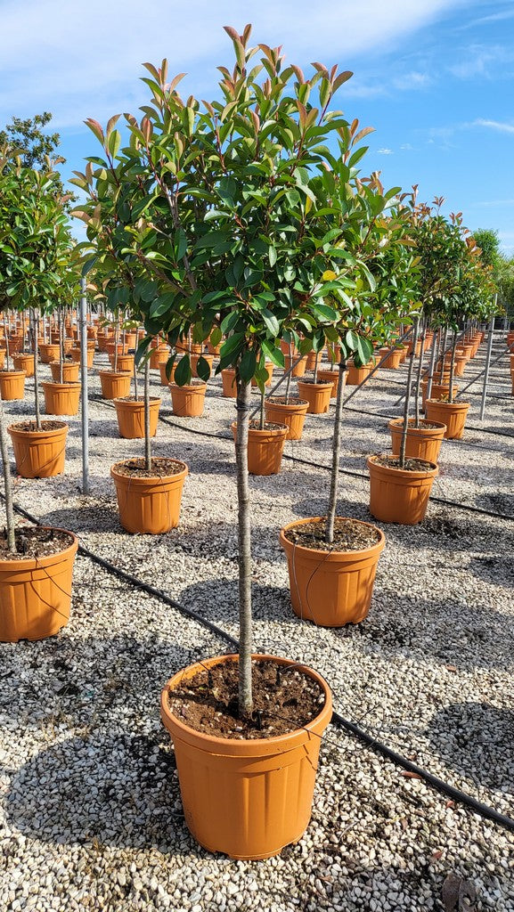 Photinia Serr. Red Robin Clt 45    Chioma 60 - 70 Cm   Palla - Hedging - Windyridge Garden Centre