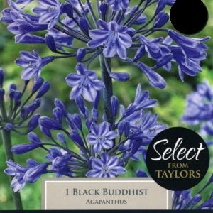 SELECT BLACK BUDDHIST 1