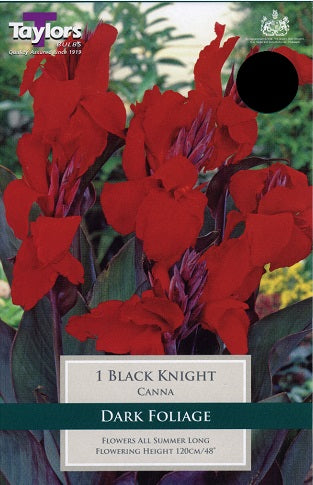 1 Canna Black Knight I - Bulbs - Windyridge Garden Centre