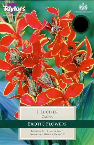 1 Canna Lucifer I - Bulbs - Windyridge Garden Centre