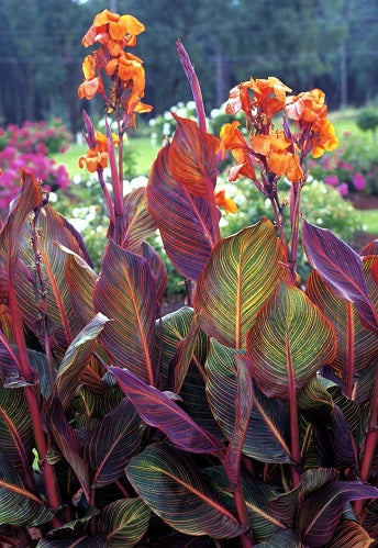 CANNA TROPICANNA 1