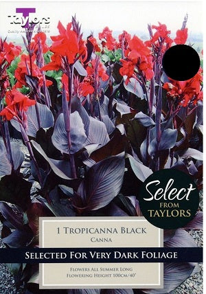 CANNA TROPICANNA BLACK X 1