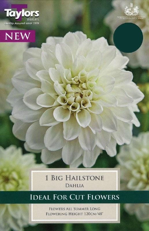 DAHLIA BIG HAILSTONE I