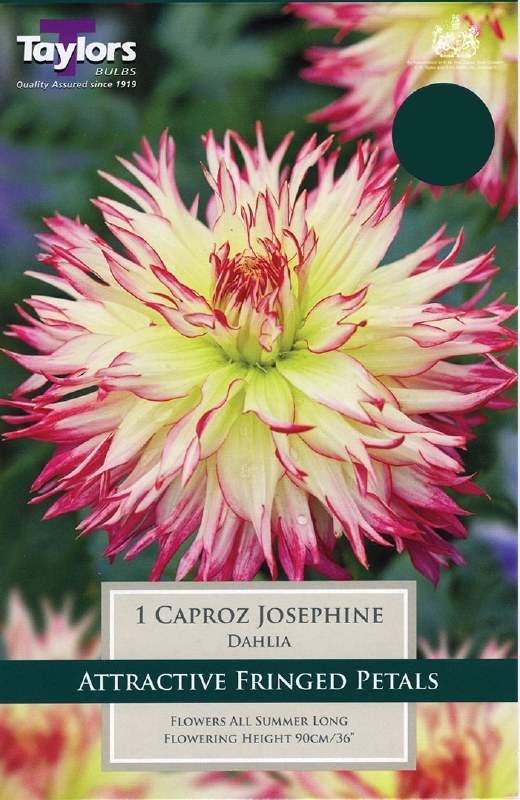 DAHLIA CAPROZ JOSEPHINE I
