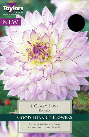 DAHLIA CRAZY LOVE I