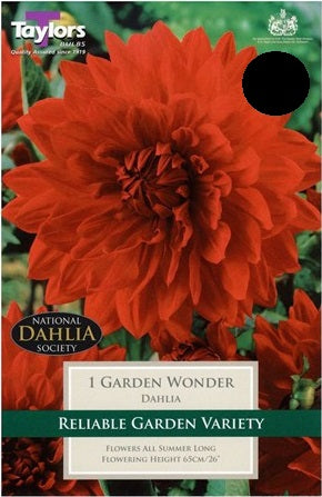 DAHLIA GARDEN WONDER I