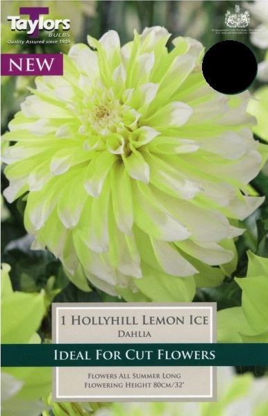 DAHLIA HOLLYHILL LEMON ICE I