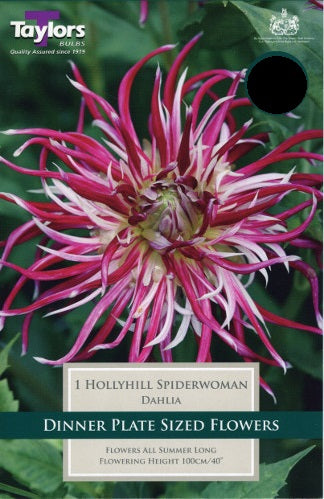 DAHLIA HOLLYHILL SPIDERWOMAN I