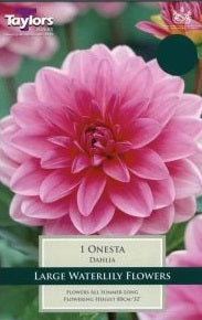 DAHLIA ONESTA I
