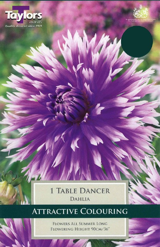 1 DAHLIA TABLE DANCER I