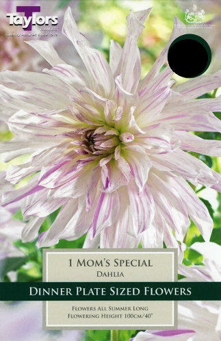 1 Dahlia Moms Special