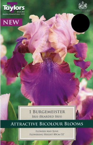 IRIS BURGEMEISTER X 1