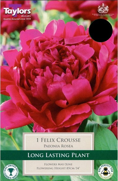 PAEONIA ROSEA FELIX CROUSSE 2-3 EYES X 1