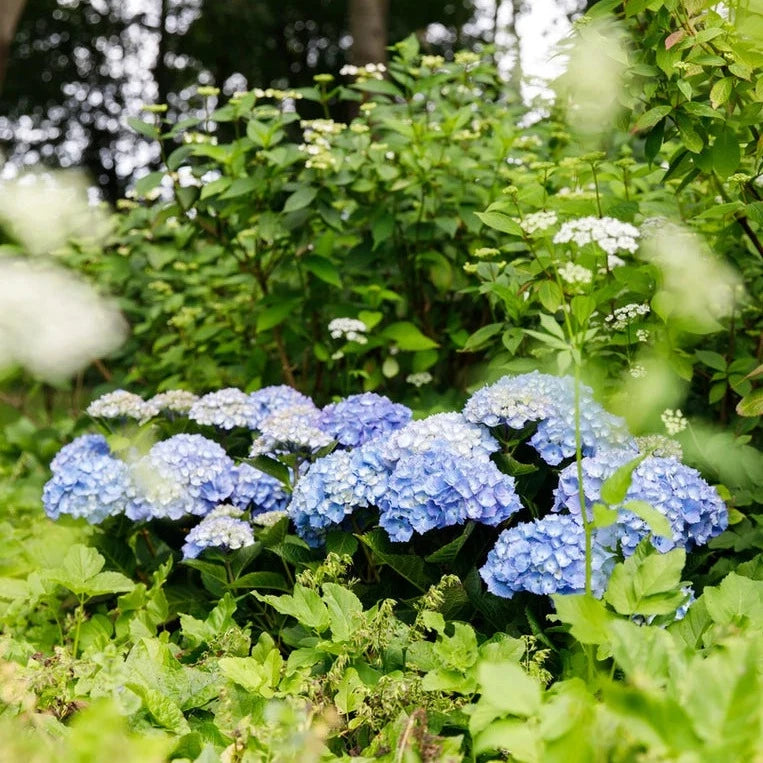 Hydrangea macr. Blue