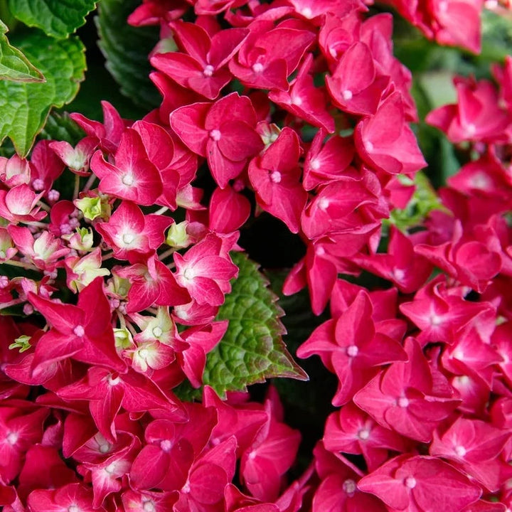 Hydrangea macr. Red